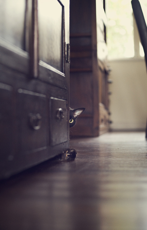 Butterfly Trapped At Doorway Portrait