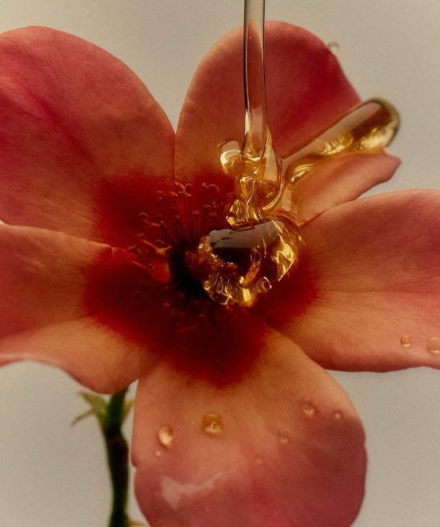 Close Up Red Flower Petals Golden Center