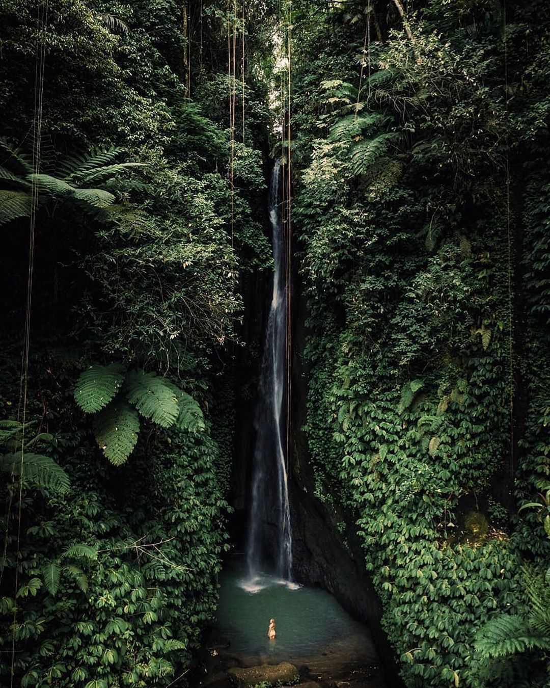 Lush Tropical Jungle Waterfall Landscape