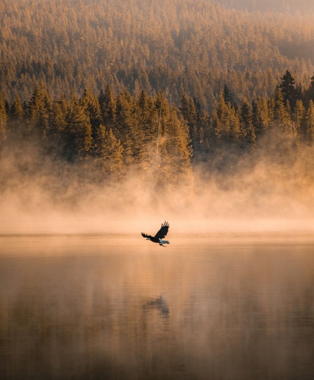 Eagle Flying Over Misty Lake Mountain Forest