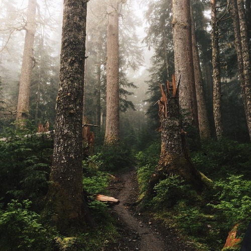 Redwood Grove Landscape Photography