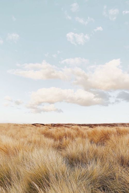 Golden Prairie Landscape Drone Photography