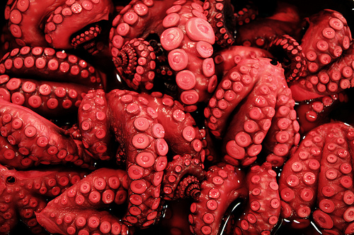 Vibrant Crimson Coral Reef Underwater Landscape