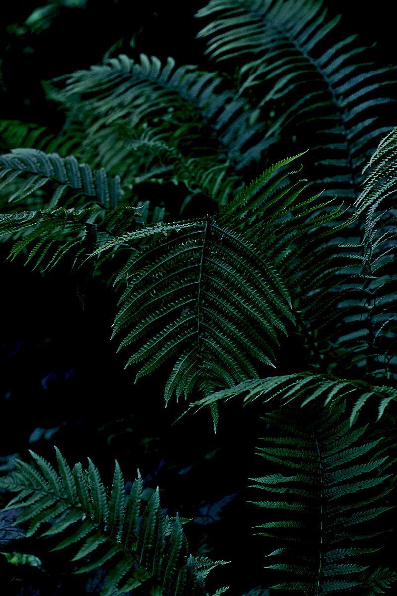 Verdant Fern Grove Landscape Photography