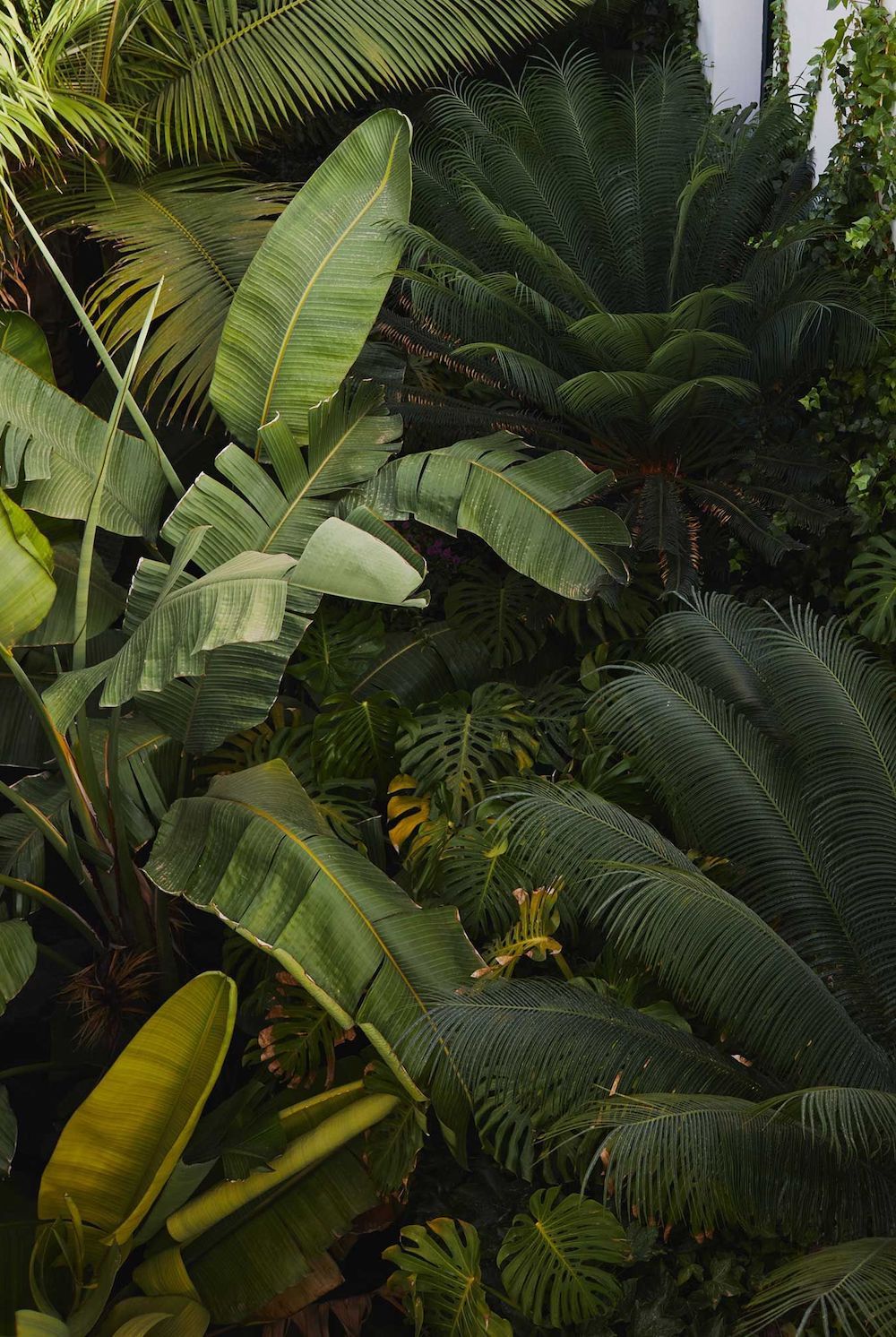 Tropical Rainforest Landscape Photography