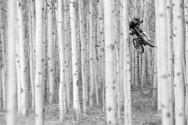 A mountain biker suspended mid-jump becomes a small silhouette against hundreds of pale birch trunks. The monochromatic palette and vertical repetition of trees create a minimalist backdrop for the action.