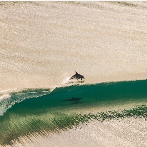 Surfer Riding Emerald Ocean Wave Aerial View