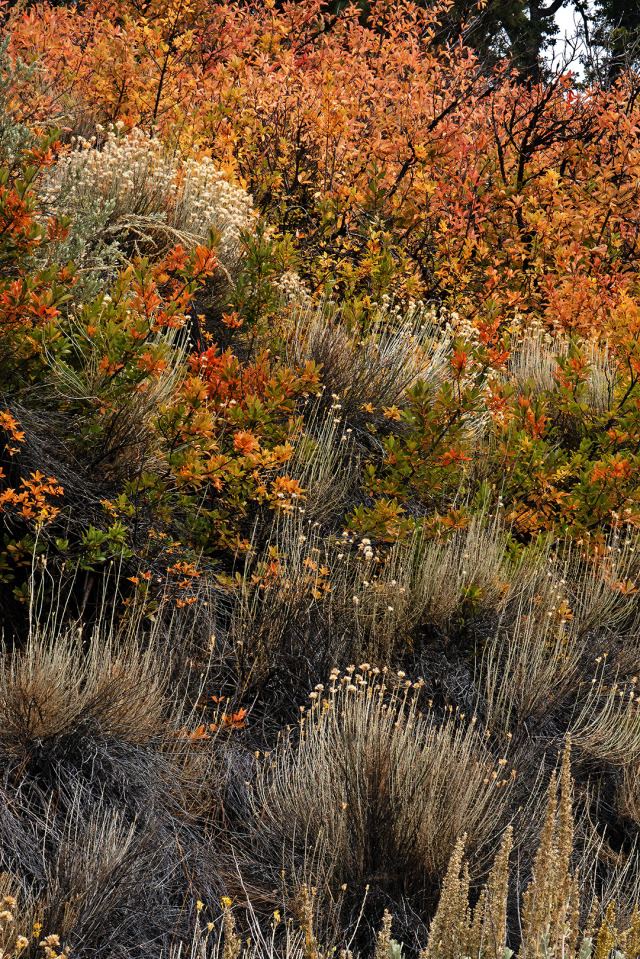 Fall Foliage Orange Leaves Tree Branches Nature Landscape