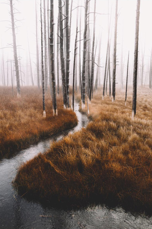 Foggy Forest Path Autumn Landscape
