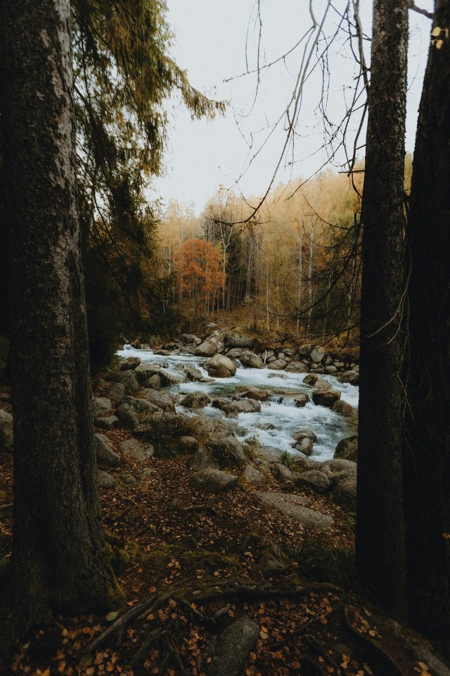 Forest Stream Autumn Foliage Rocky Creek Mossy Trees