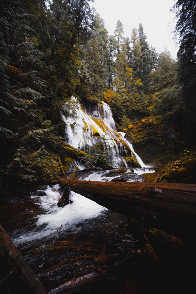 Forest Waterfall Autumn Foliage Moss Covered Rocks