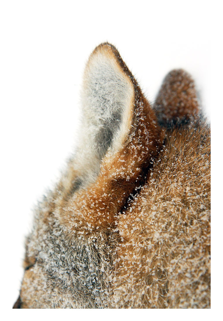 Snowy Forest Landscape With Deer