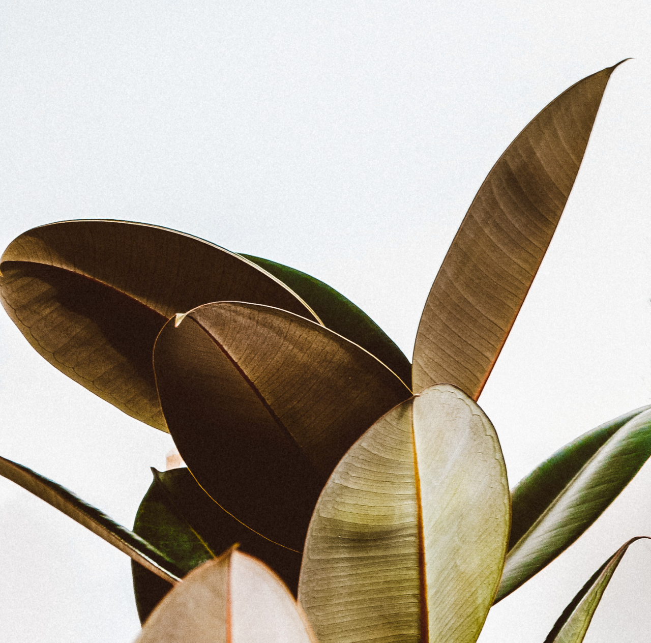 Lush Tropical Foliage Landscape Photography