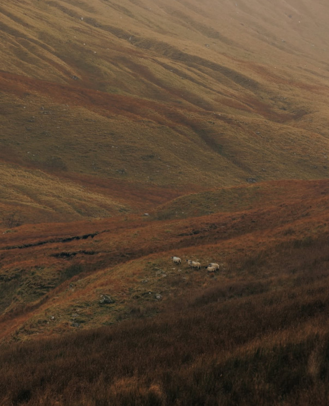 Grazing Sheep In Scottish Highlands Landscape