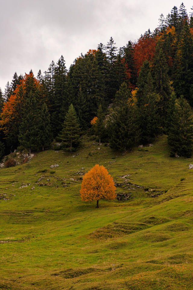 Green Grass Autumn Trees Pine Forest Landscape