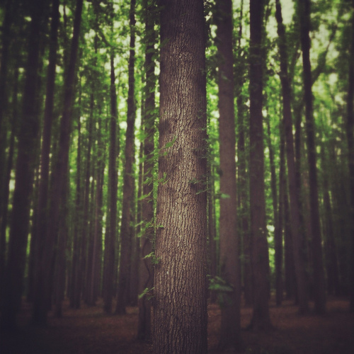 Lush Forest Landscape Photography
