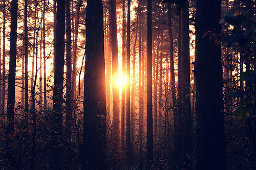 Forest Trail Landscape Photography