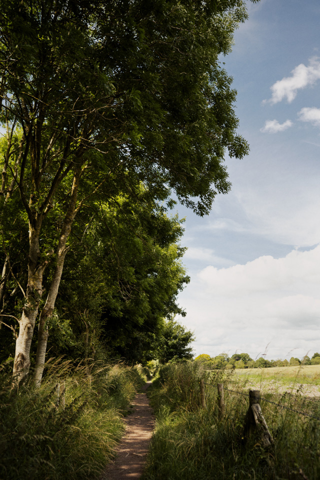 Lush Green Forest Path Rural Countryside Landscape