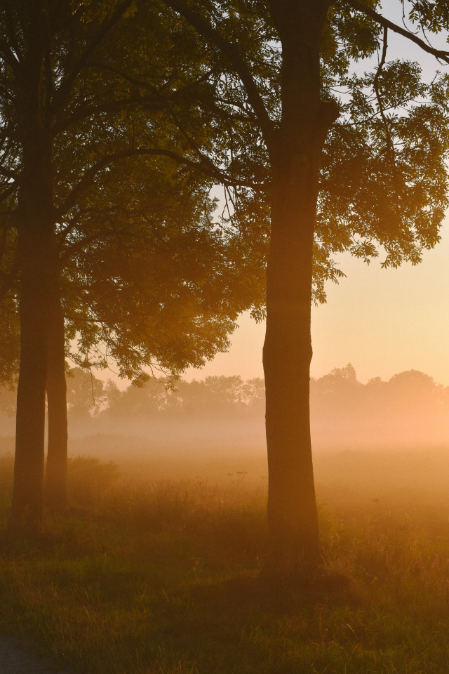 Misty Oak Grove Landscape Photography