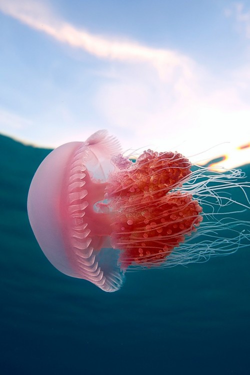 Ethereal Jellyfish Underwater Photography