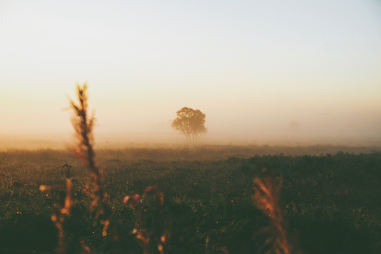 Misty Morning Field Lone Tree