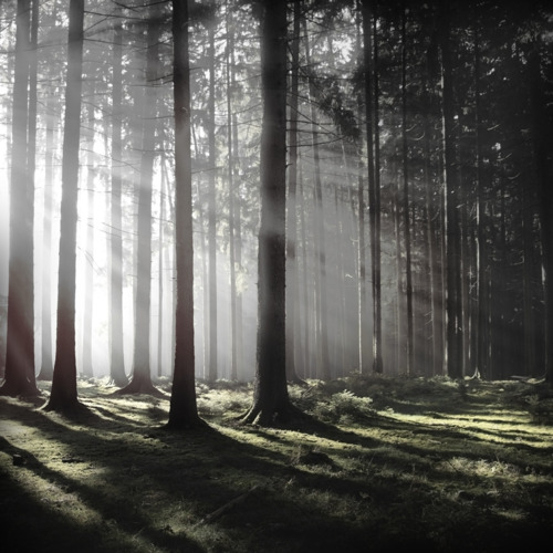 Misty Evergreen Forest Landscape Photography