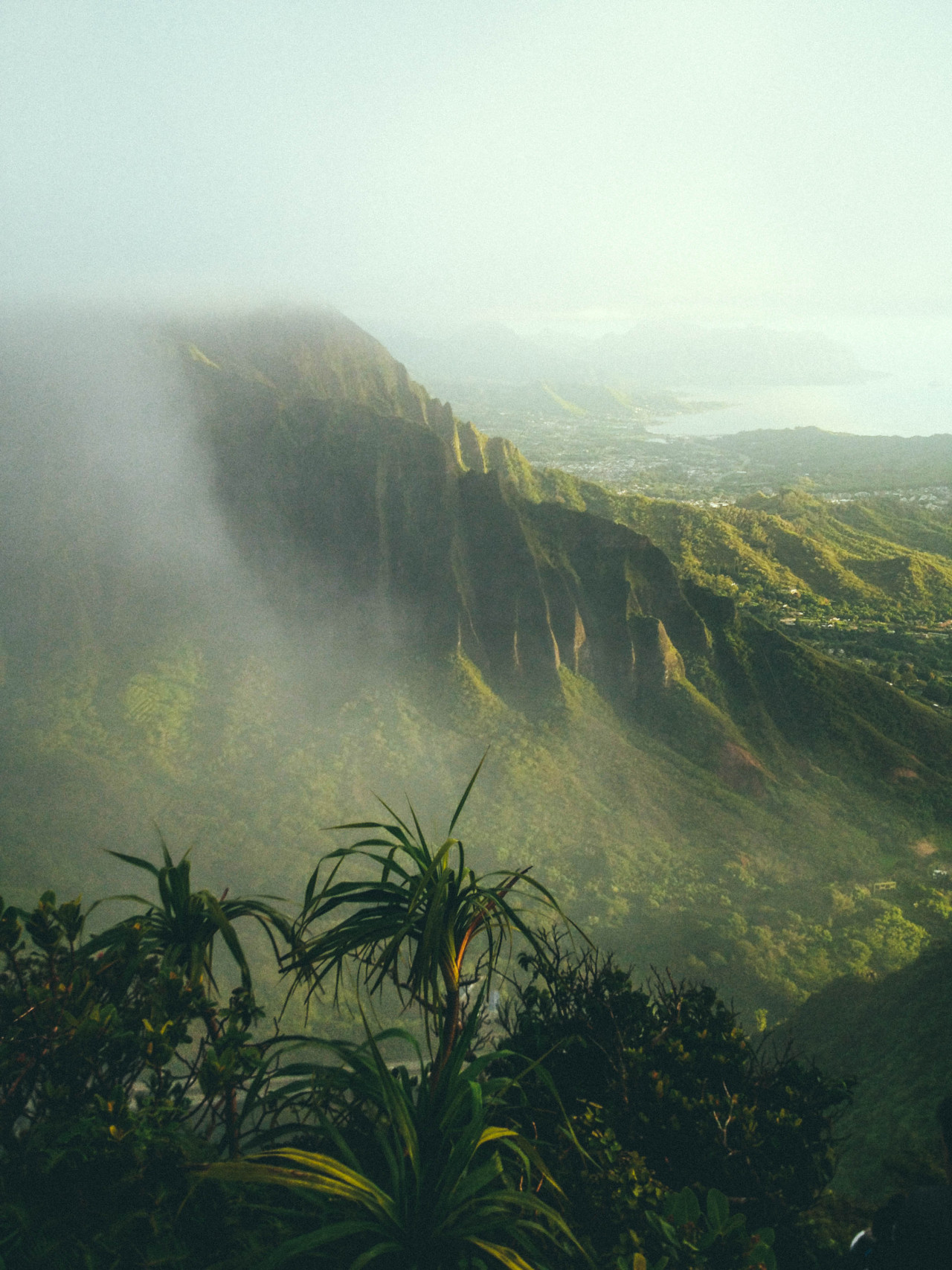Misty Mountains Lush Tropical Vegetation