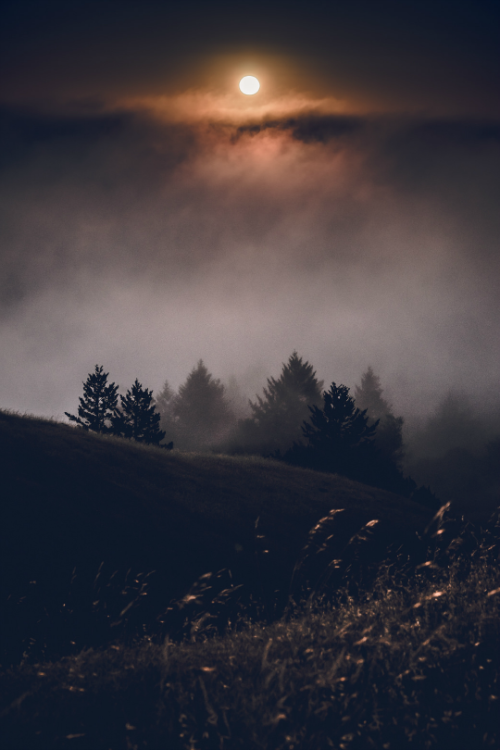 Moonlit Pine Tree Forest Fog Mountains Dark Night