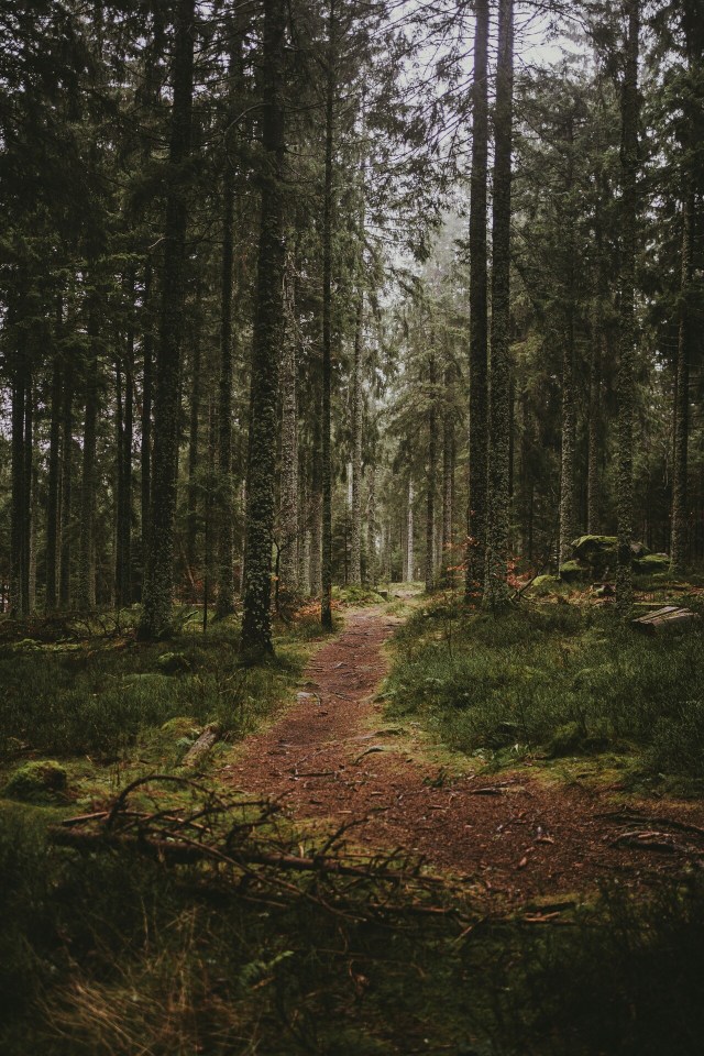 Mossy Pine Forest Trail Foliage Trees