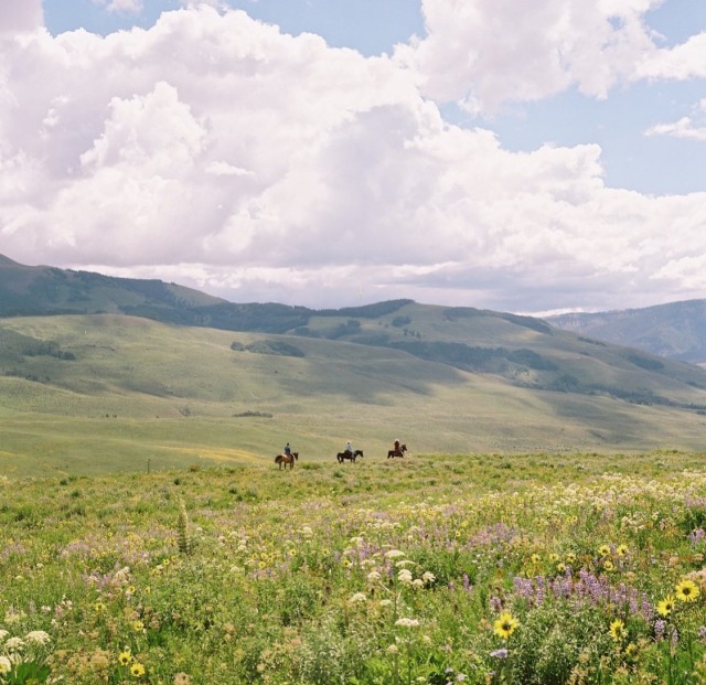 Mountain Green Meadow Horses Wildflowers