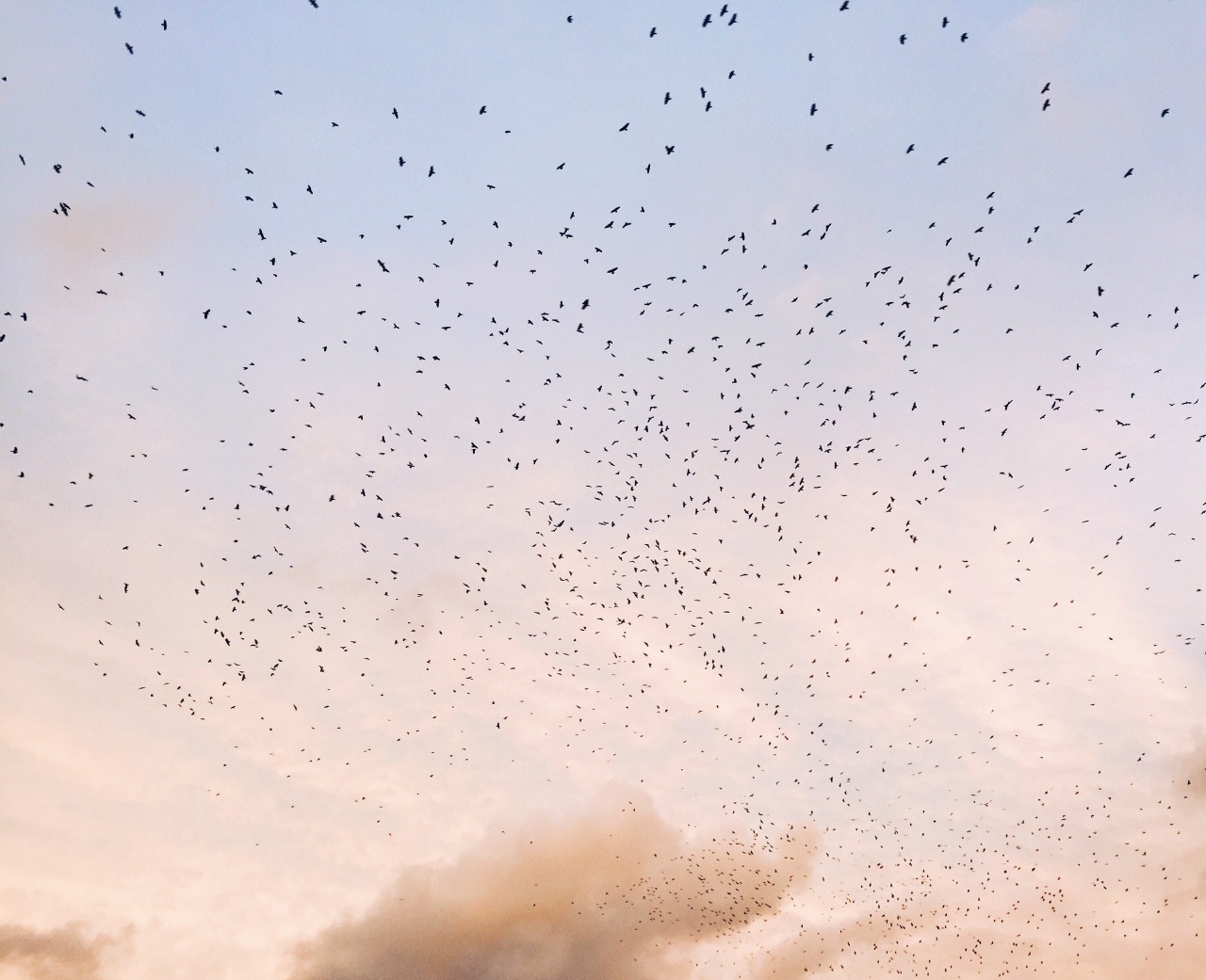 Murmuration Of Blackbirds At Sunset