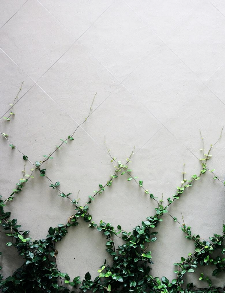 Urban Wall Ivy Nature Patterns