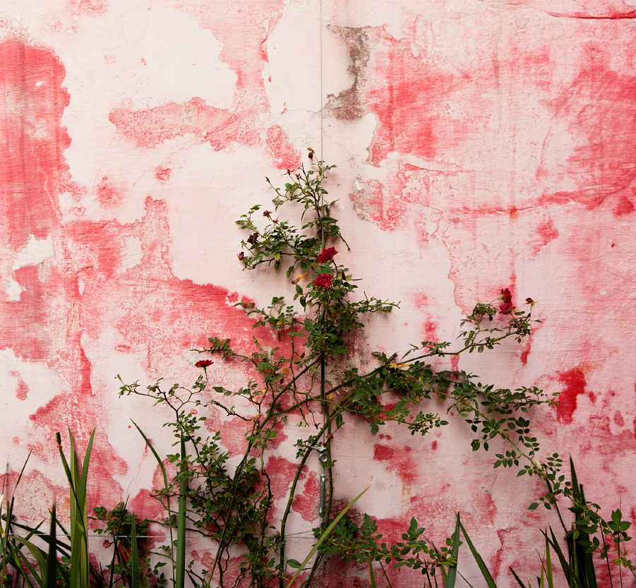 Thriving Wildflowers On Abandoned Wall Landscape