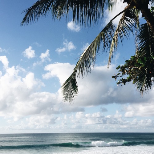 Palm Tree Ocean Waves Blue Sky Clouds