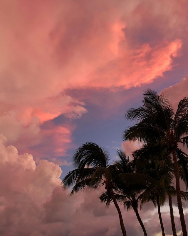 Palm Trees Sunset Clouds Pink Sky