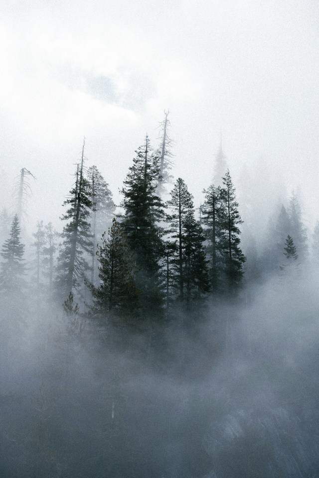 Pine Trees Fog Forest Winter Landscape