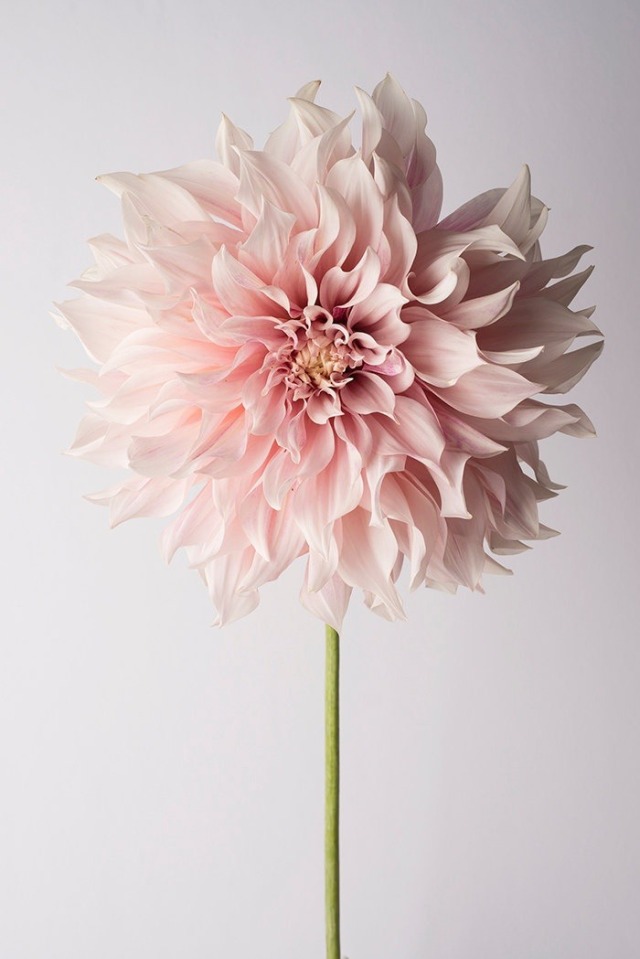 Pink Dahlia Flower Closeup White Background