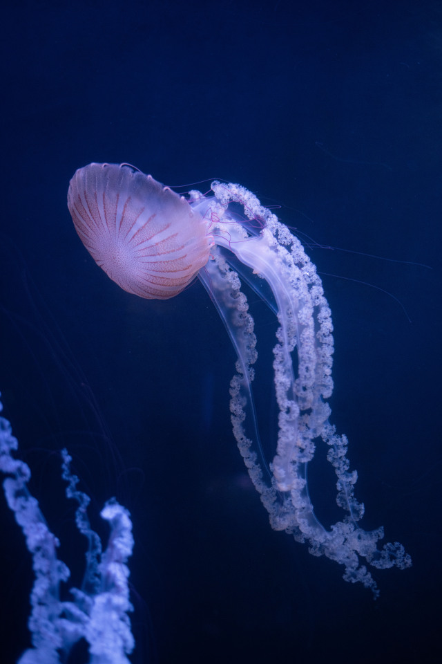 Pink Jellyfish Underwater Tentacles Blue Background