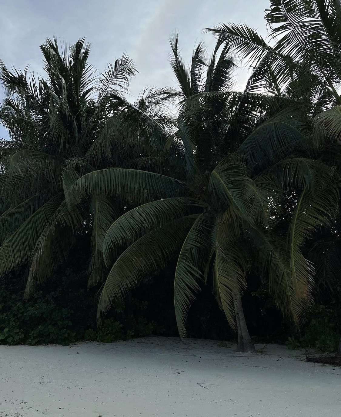 Lush Palm Grove Tropical Beach Landscape