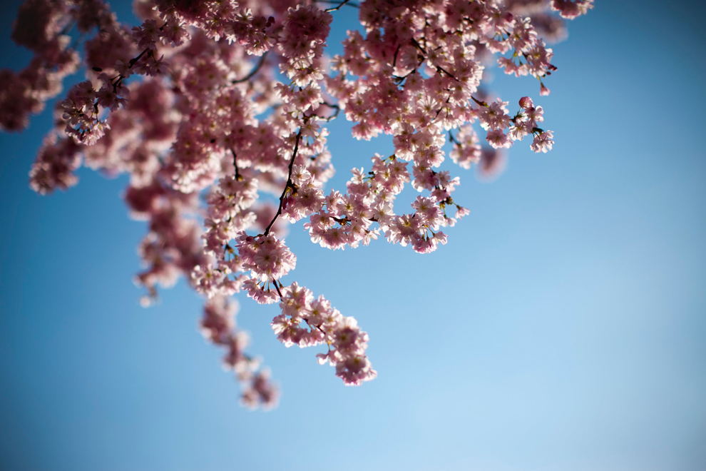Cherry Blossom Trees Landscape Photography