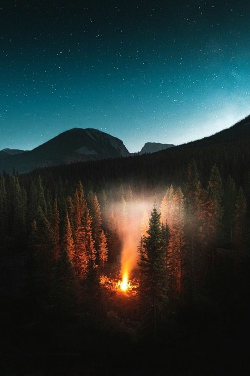 Starry Night Forest Fire Glowing Trees Mountains