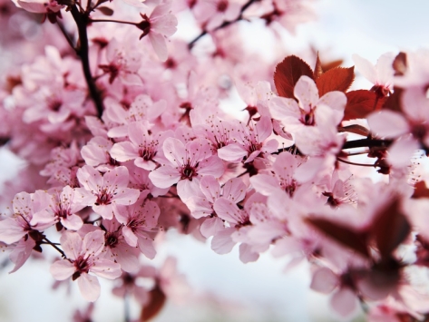 Blooming Cherry Blossom Landscape Photography