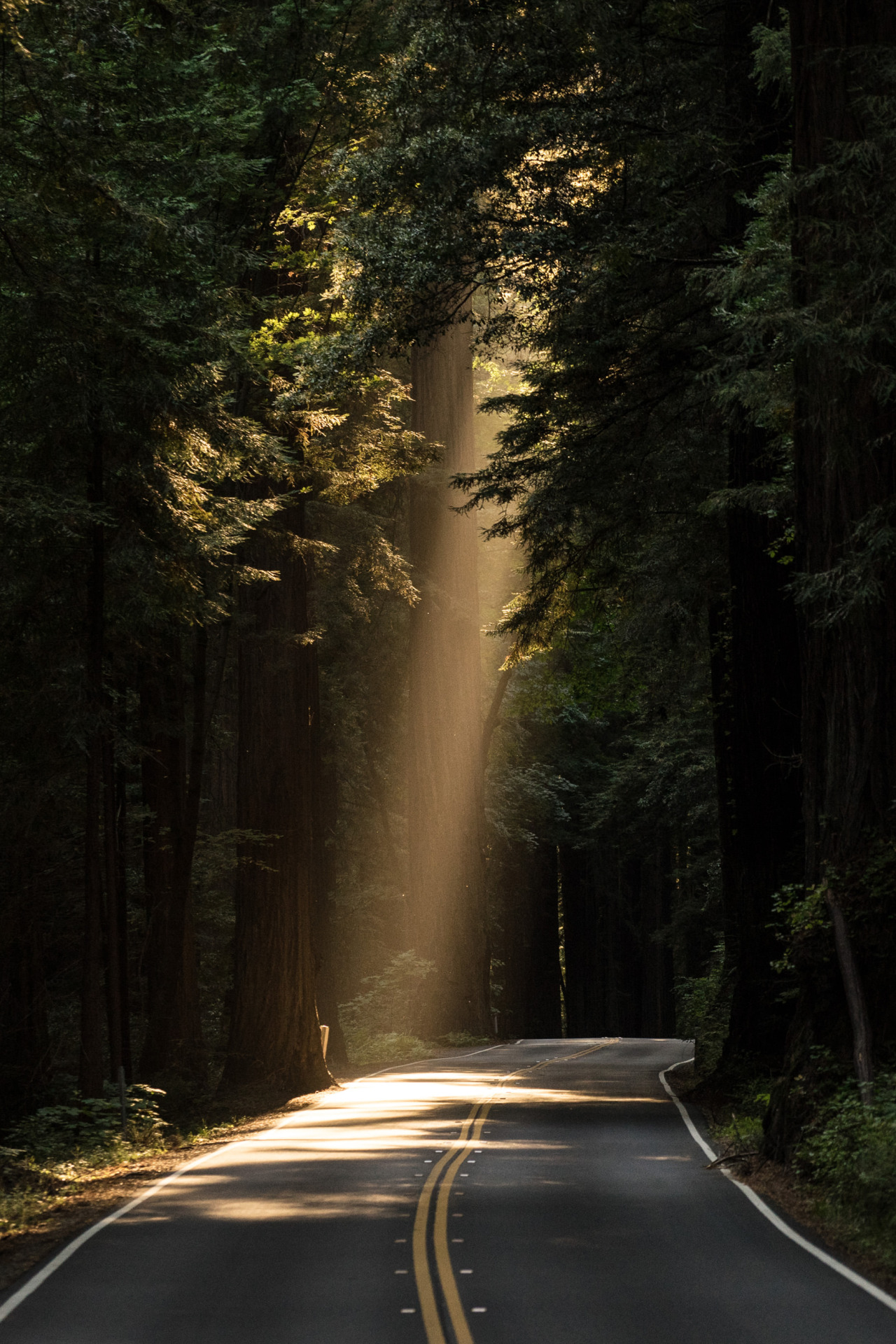 Evergreen Forest Mountain Road Landscape