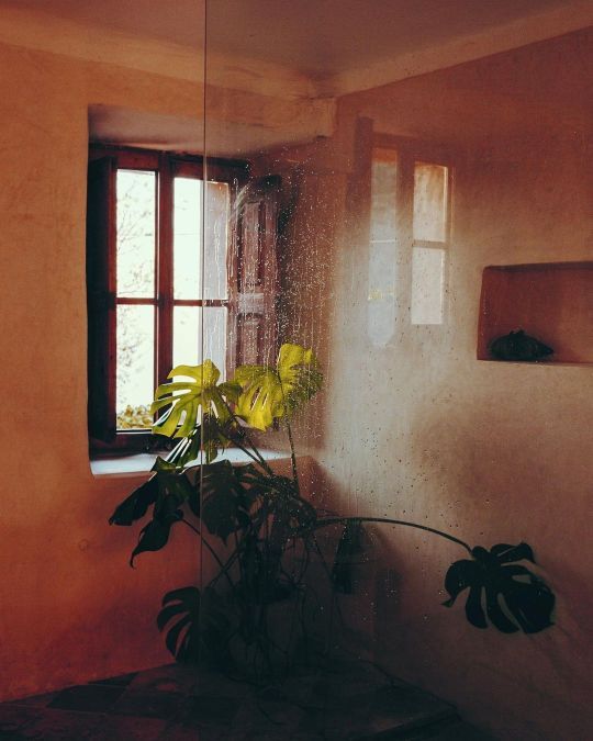 Houseplant In Dim Dusty Interior