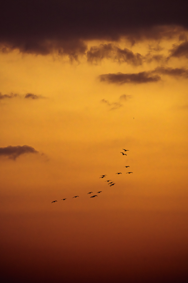 Silhouetted Flock At Sunset Landscape