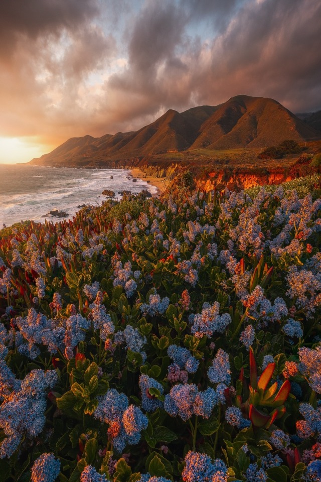 Coastal Cliffs Wildflowers Landscape Photography
