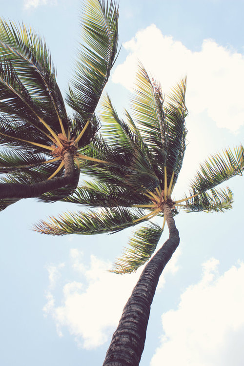 Two tall coconut palms stretch upward against a soft, cloud-dappled sky, their feathery fronds moving in the breeze. The low-angle perspective emphasizes the height and grandeur of the trees.