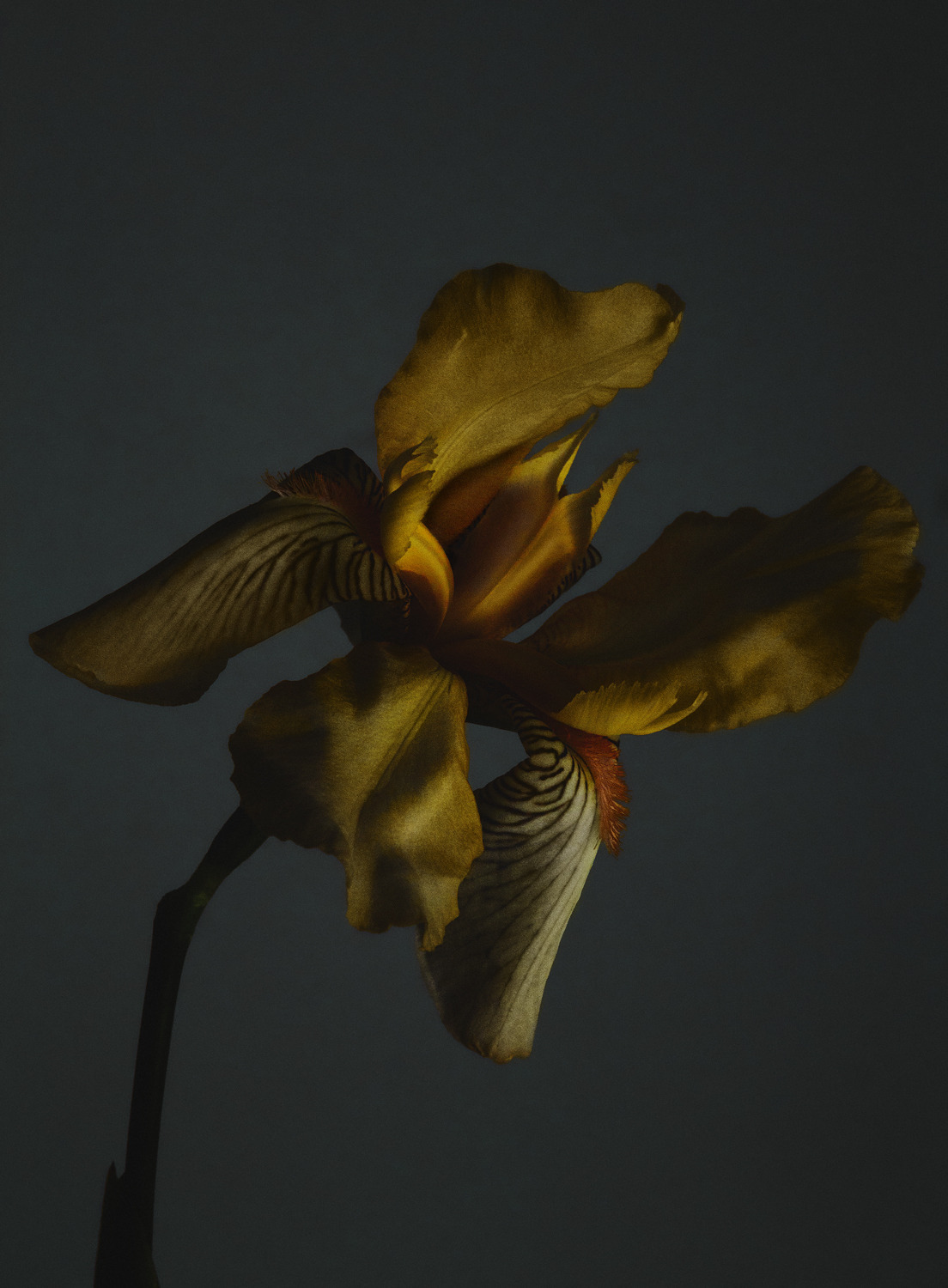 Golden Canna Lily Flower Close-up