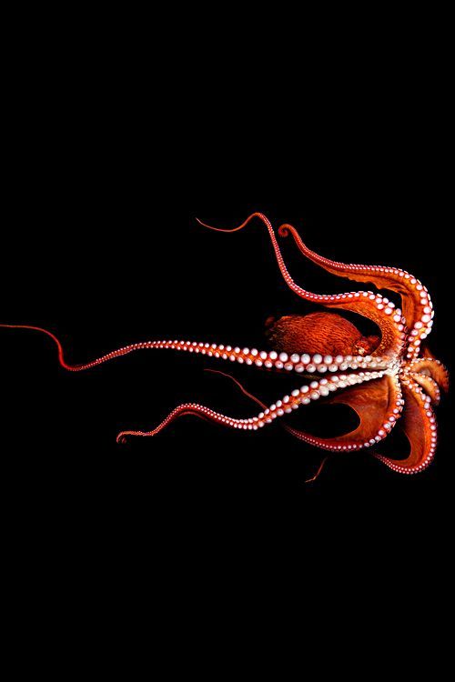 Underwater Crimson Tentacles With Pearls