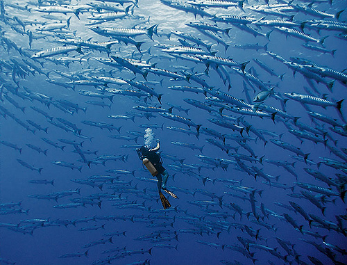 School Of Mackerel And Sailfish Ocean Underwater Photography
